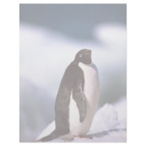 Ad?lie Penguin Personalized Letterhead