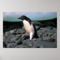 Ad?lie Penguin Posters