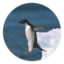 Ad?lie Penguins Leaping From An Iceberg Sticker