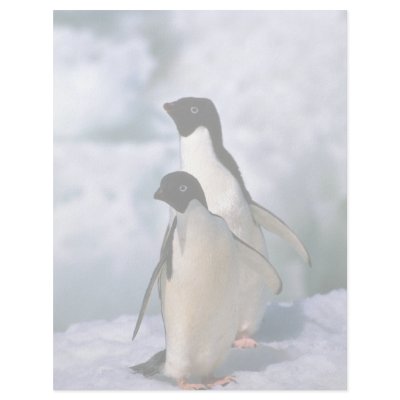 Ad?lie Penguins Personalized Letterhead by lolanimals