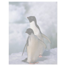 Ad?lie Penguins Personalized Letterhead