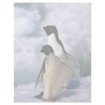 Ad?lie Penguins letterhead