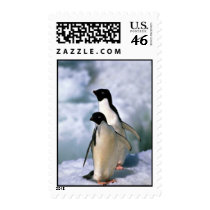 Ad?lie Penguins Postage Stamp