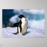 Ad?lie Penguins Print