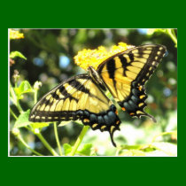 AD- Yellow Swallowtail Butterfly Postcard postcards