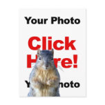 Add A Squirrel Custom Photo Postcard