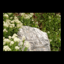 Add your epitaph here ... posters by Orchidlady Add your epitaph here ... posters