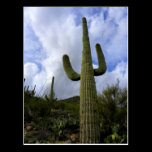 ~Add Your Own Text~ To Tall Saguaro postcards