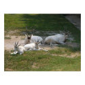 Addax With Young posters