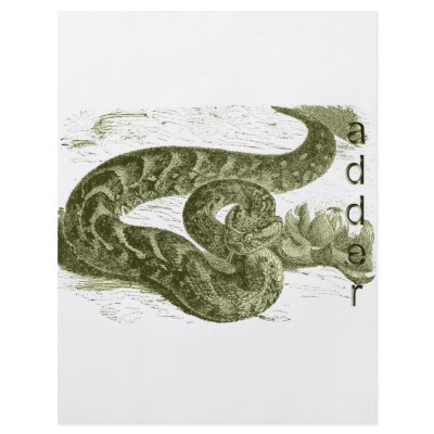 Adder (snake) flyer by biologybase