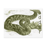 Adder (snake) post cards