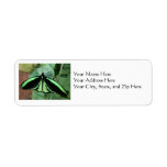 Address Labels: Green Butterfly