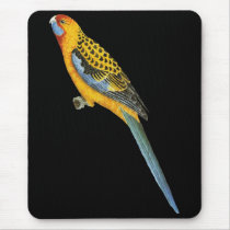 Adelaide Rosella - Platycerus elegans adelaidae Mouse Pad