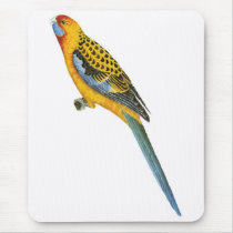 Adelaide Rosella - Platycerus elegans adelaidae Mouse Pad