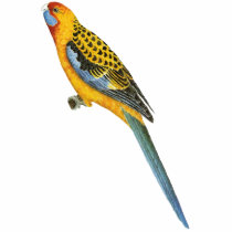 Adelaide Rosella - Platycerus elegans adelaidae t-shirts