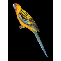 Adelaide Rosella - Platycerus elegans adelaidae t-shirts