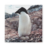 Adelie Penguin Nest Magnet