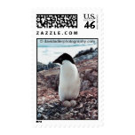Adelie Penguin Nest Postage Stamp