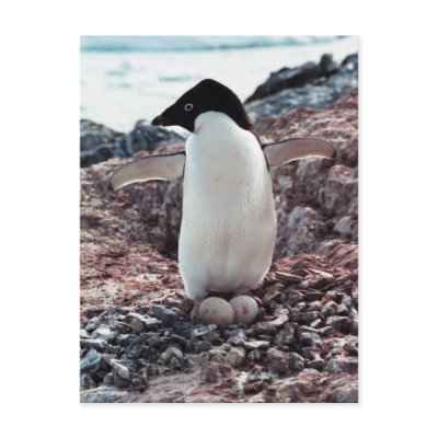 Adelie Penguin Nest Postcard by daphoto