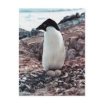 Adelie Penguin Nest Postcard Adelie Penguin Nest Postcard