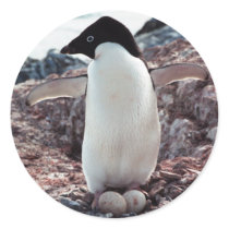 Adelie Penguin Nest Sticker by daphoto Adelie Penguin Nest Sticker