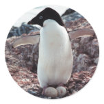 Adelie Penguin Nest Sticker Adelie Penguin Nest Sticker