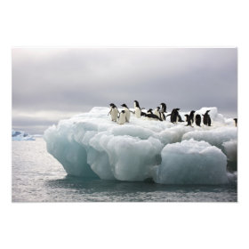 Adelie Penguin Pygoscelis adeliae), photoenlargement