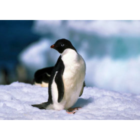 Adelie Penguins card