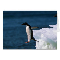 Adelie Penguins Greeting Cards