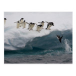 Adelie Penguins diving into sea Paulette Post Cards