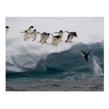 Adelie Penguins diving into sea Paulette Post Cards