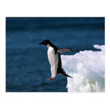 Adelie Penguins Leaping From An Iceberg Post Card