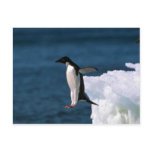 Adelie Penguins Leaping From An Iceberg Post Card