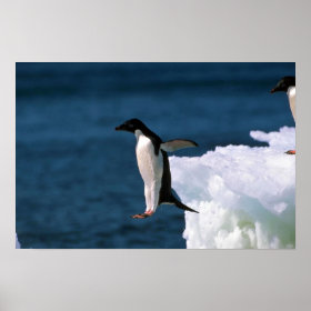 Adelie Penguin Pictures