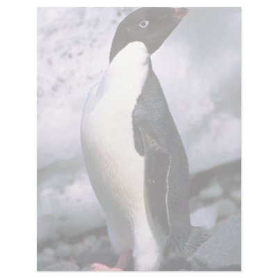 Adelie Penguins Custom Letterhead by lolanimals