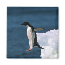 Adelie Penguins Magnets