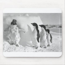 Adelie Penguins Mousepads