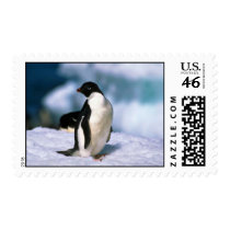 Adelie Penguins Postage Stamps