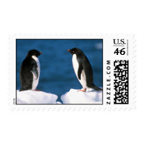 Adelie Penguins Postage Stamps