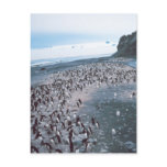 Adelie Penguins Post Cards