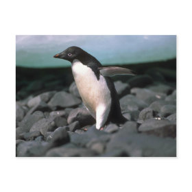 Adelie Penguins postcard