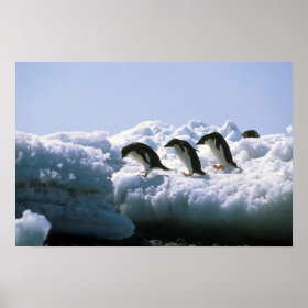 Adelie Penguin Pictures
