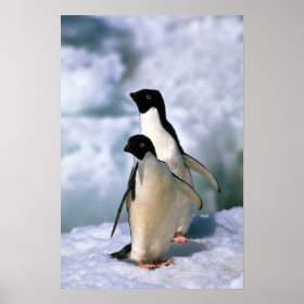 Adelie Penguins print