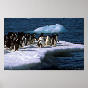 Adelie Penguin Pictures