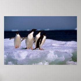 Adelie Penguin Pictures