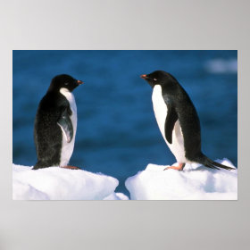 Adelie Penguin Pictures