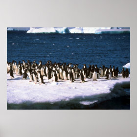 Adelie Penguin Pictures