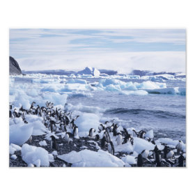 Adelie Penguins Pygoscelis adeliae) among the photoenlargement