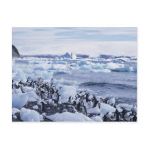 Adelie Penguins Pygoscelis adeliae) among the Postcard