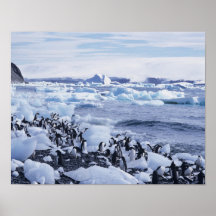 Adelie Penguins Pygoscelis adeliae) among the Poster